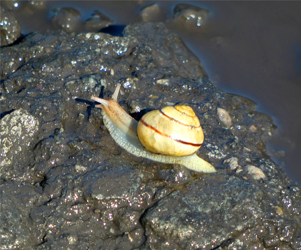 Cute Snail