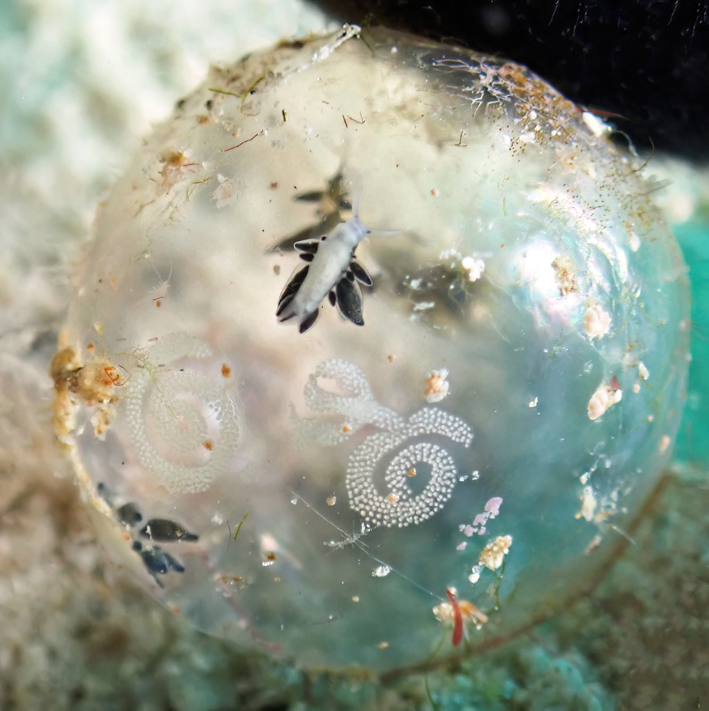 Ercolania endophytophaga - four, in a bubble algae with egg spirals