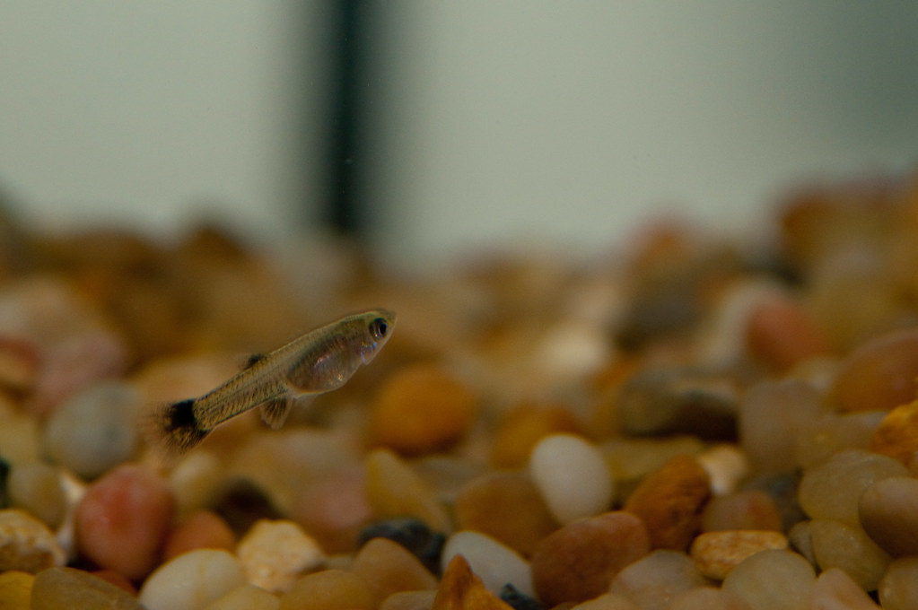 Rita's baby guppies