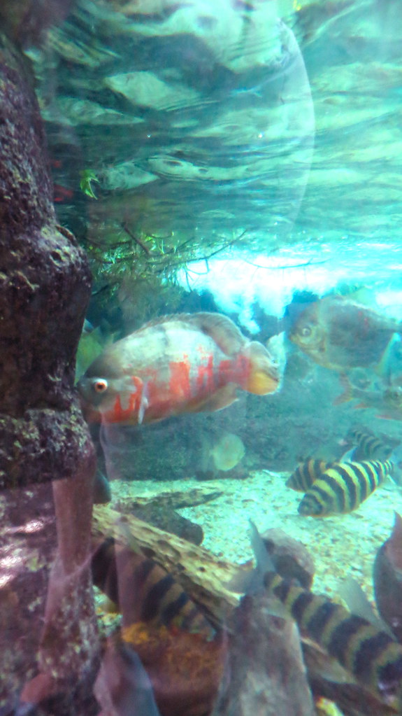 Oscar and clown loaches in the Amazon Rainforest exhibit