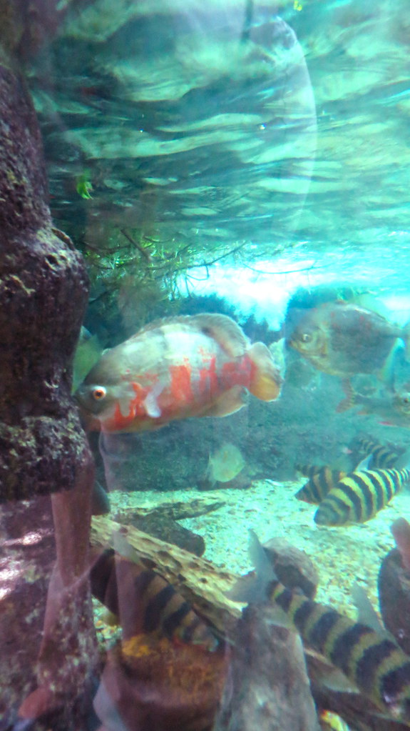 Oscar and clown loaches in the Amazon Rainforest exhibit