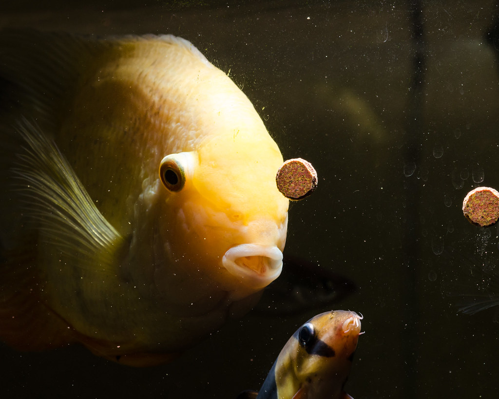 Gold Severum and Clown Loach