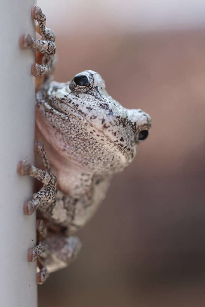 Amphibian Acrobat