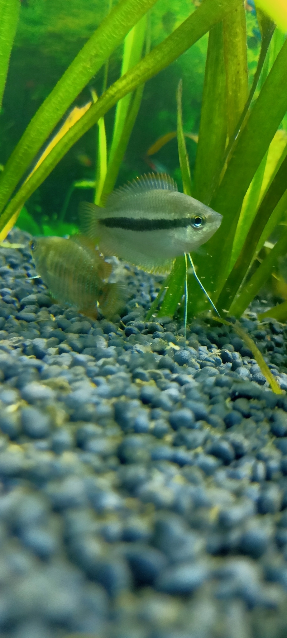 boicha, chuna, chuna khailsha, honey dwarf gourami, honey gourami, honigfadenfisch, honiggurami, honninggurami, honungsgurami, hunajarihmakala, pretnik trójbarwny, sunset gourami, চোনা, চোনা খৈলশা, 恆河毛足鬥魚, 恒河毛足斗鱼