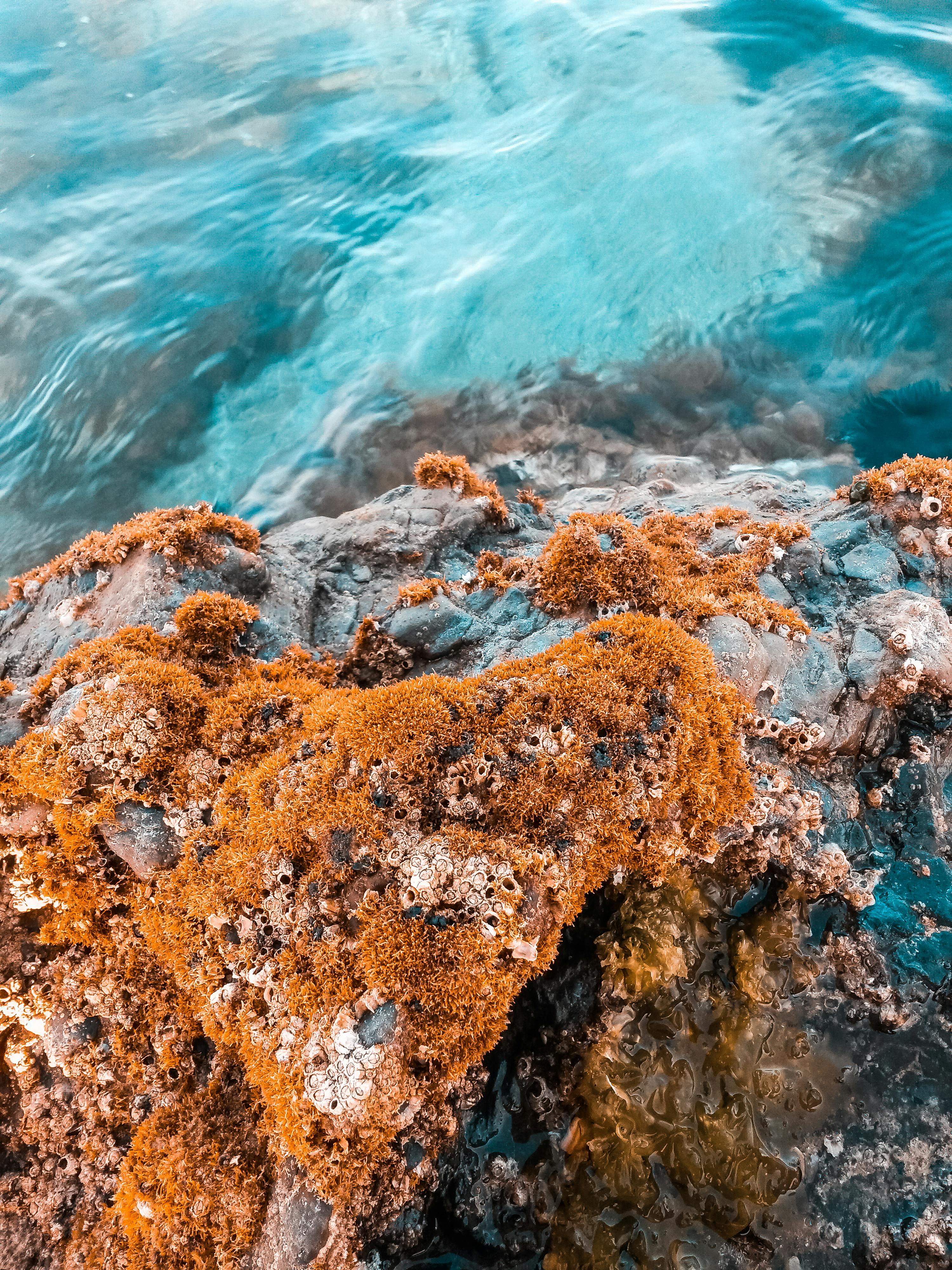 Bright orange algae growing on a rock by turquoise waters, showcasing coastal marine life.