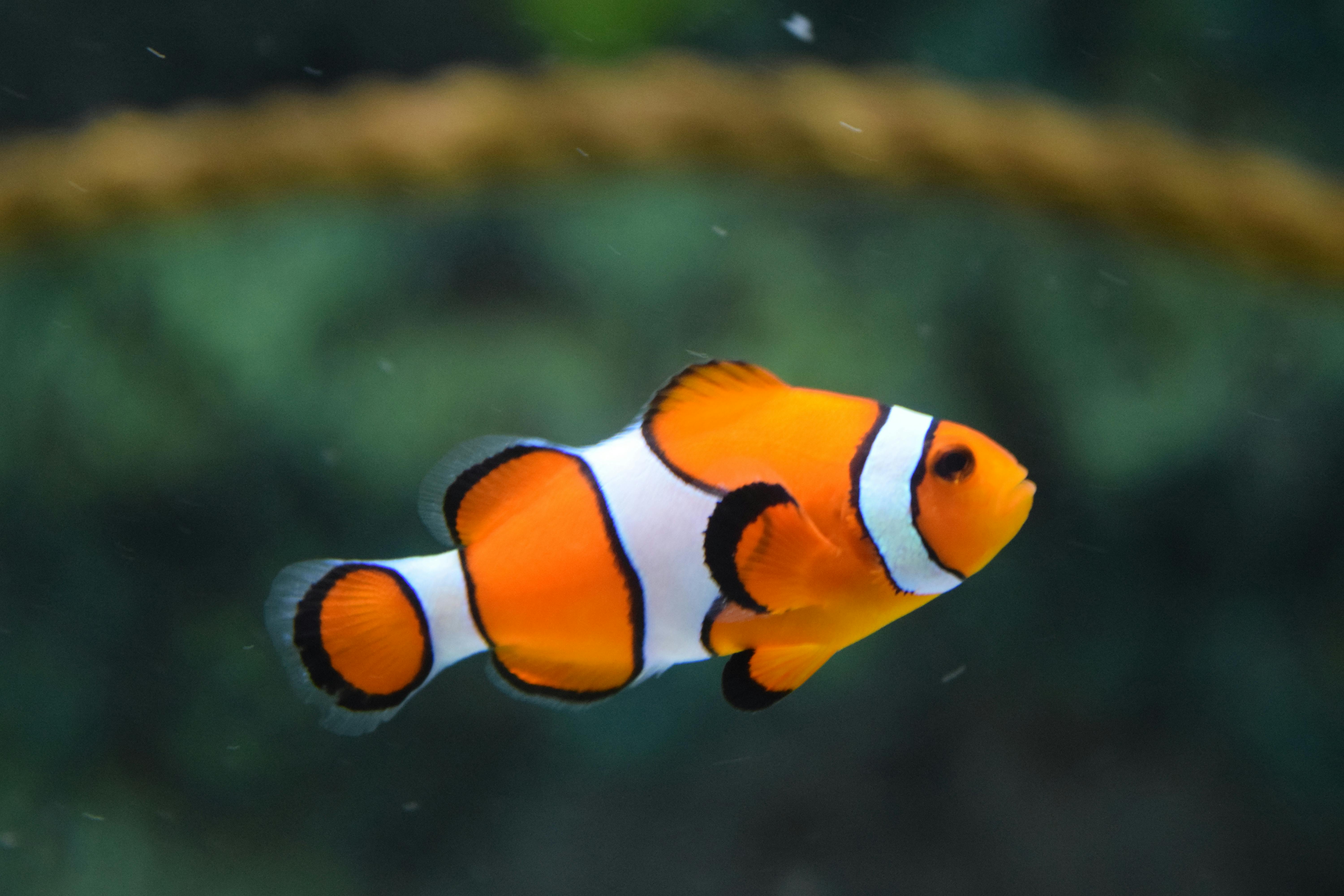 Bright orange and white clownfish swimming in a serene underwater habitat.