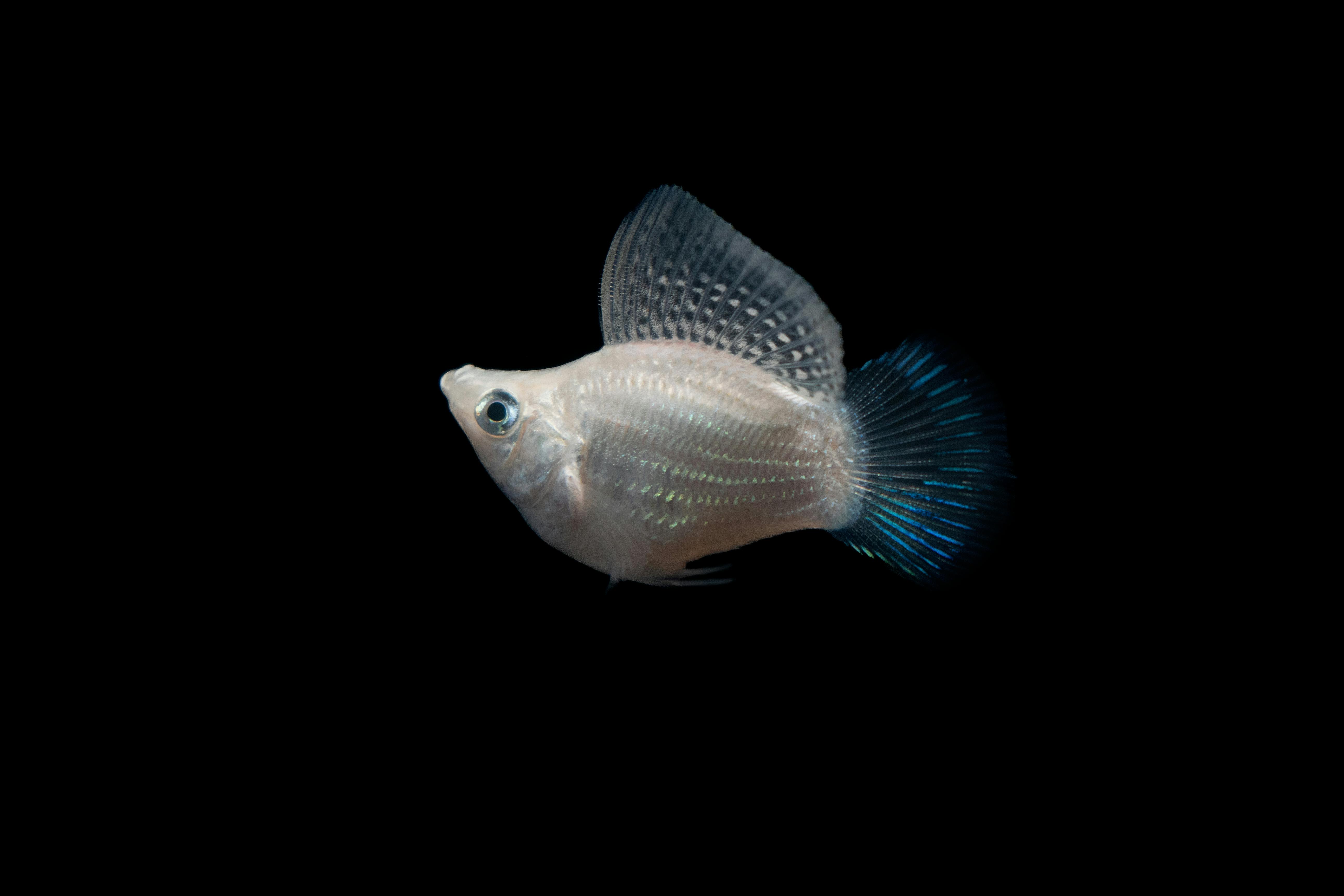 Close-up shot of a tropical fish against a black background, showcasing its delicate fins and scales.