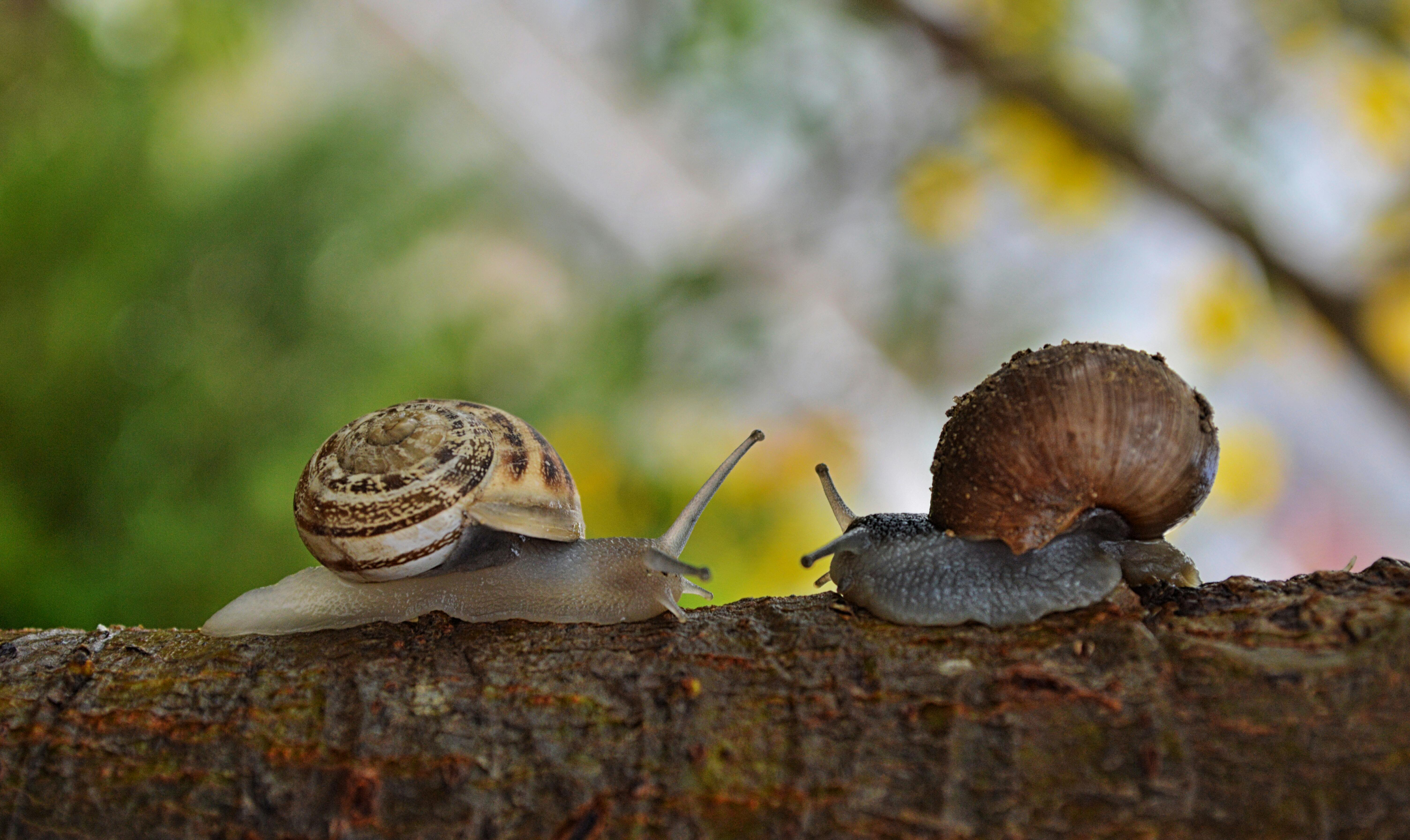 Two snails with detailed shells crawling on a tree branch in nature.