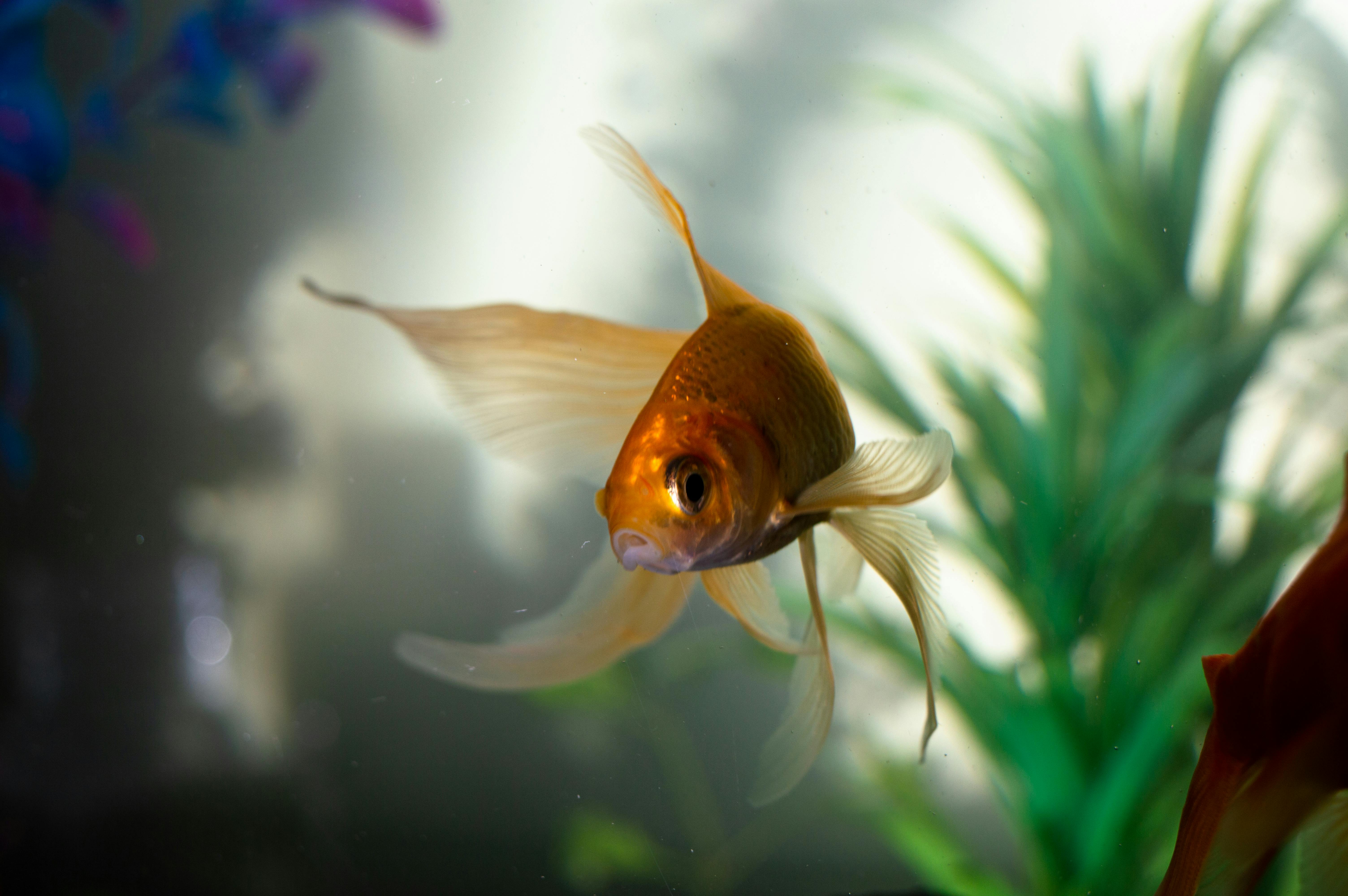 A graceful goldfish swims amidst aquatic plants in a serene aquarium setting.