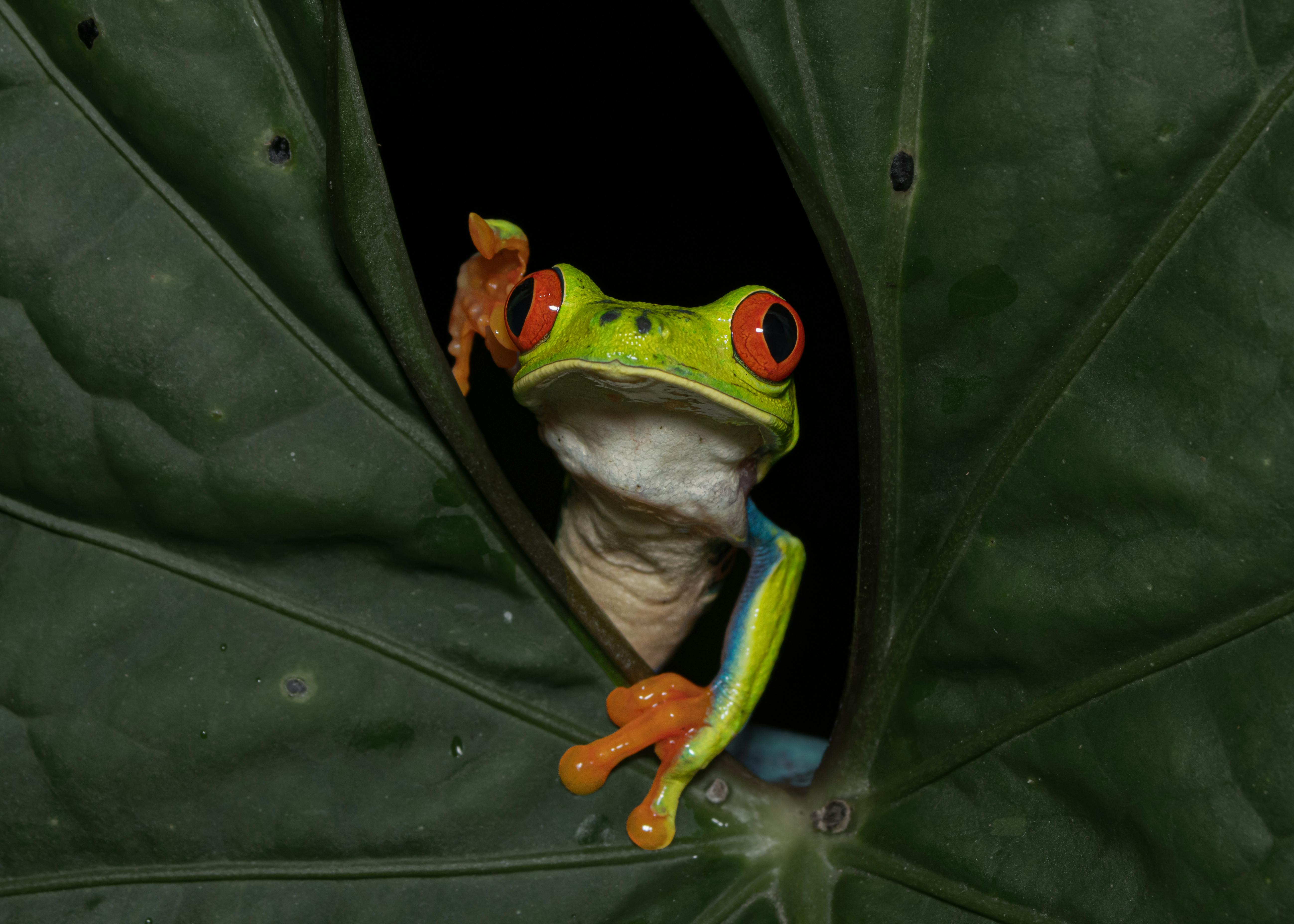 Close-up of a red-eyed tree frog (Agalychnis callidryas) peeking through a leaf.