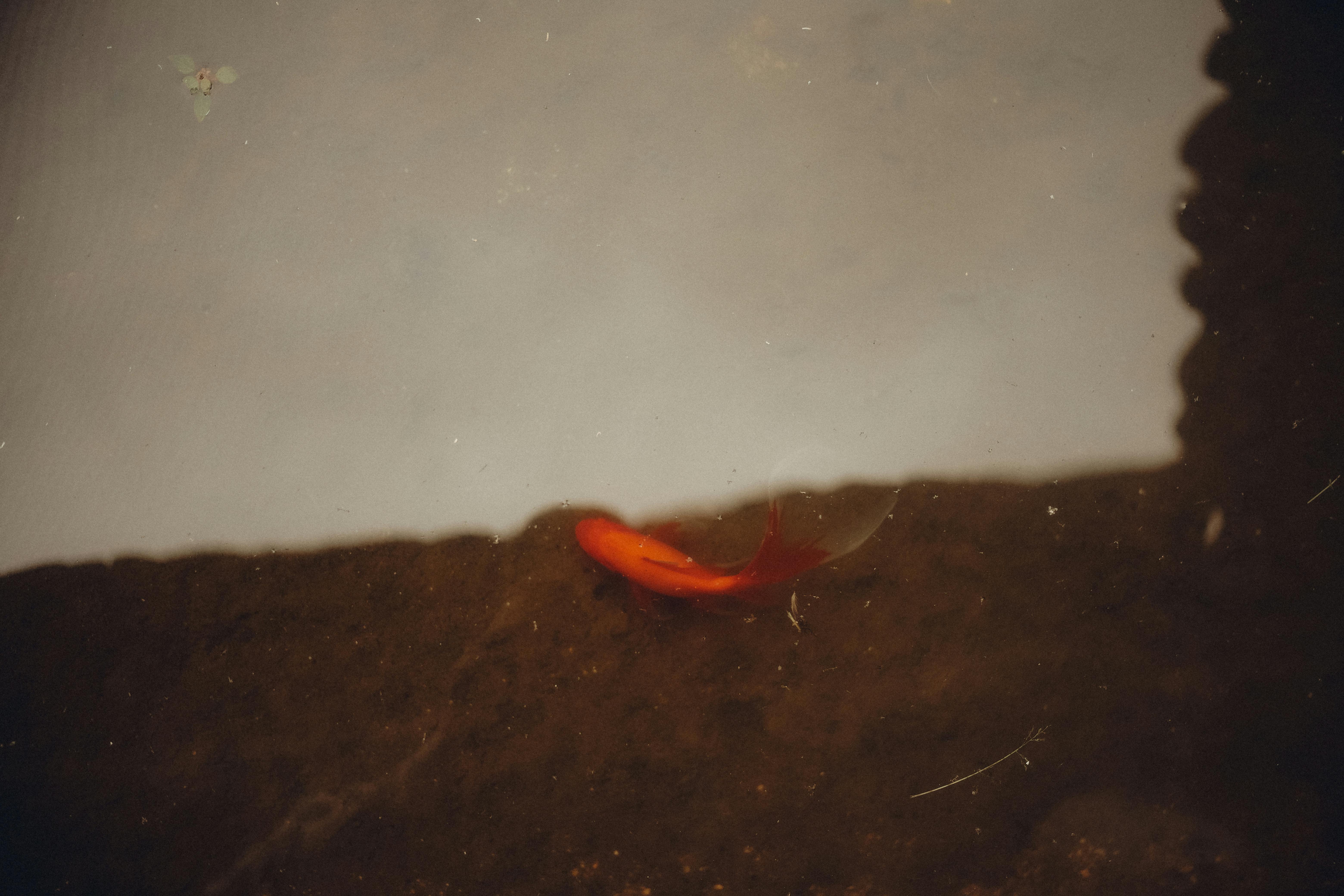 A goldfish elegantly swims beneath the water's surface, creating a tranquil and reflective moment.