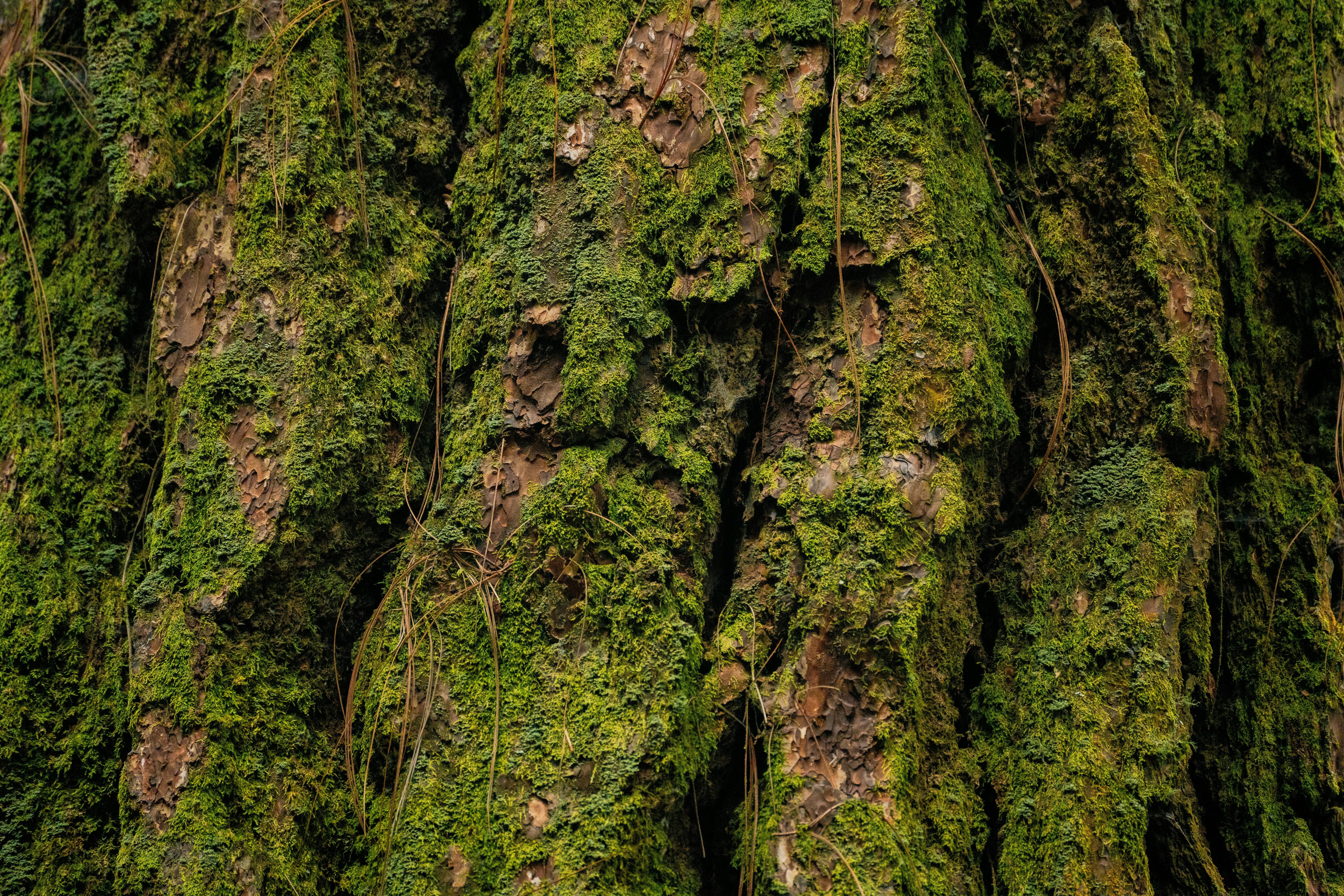 Close-up of rugged tree bark covered in rich green moss, showcasing natural beauty.