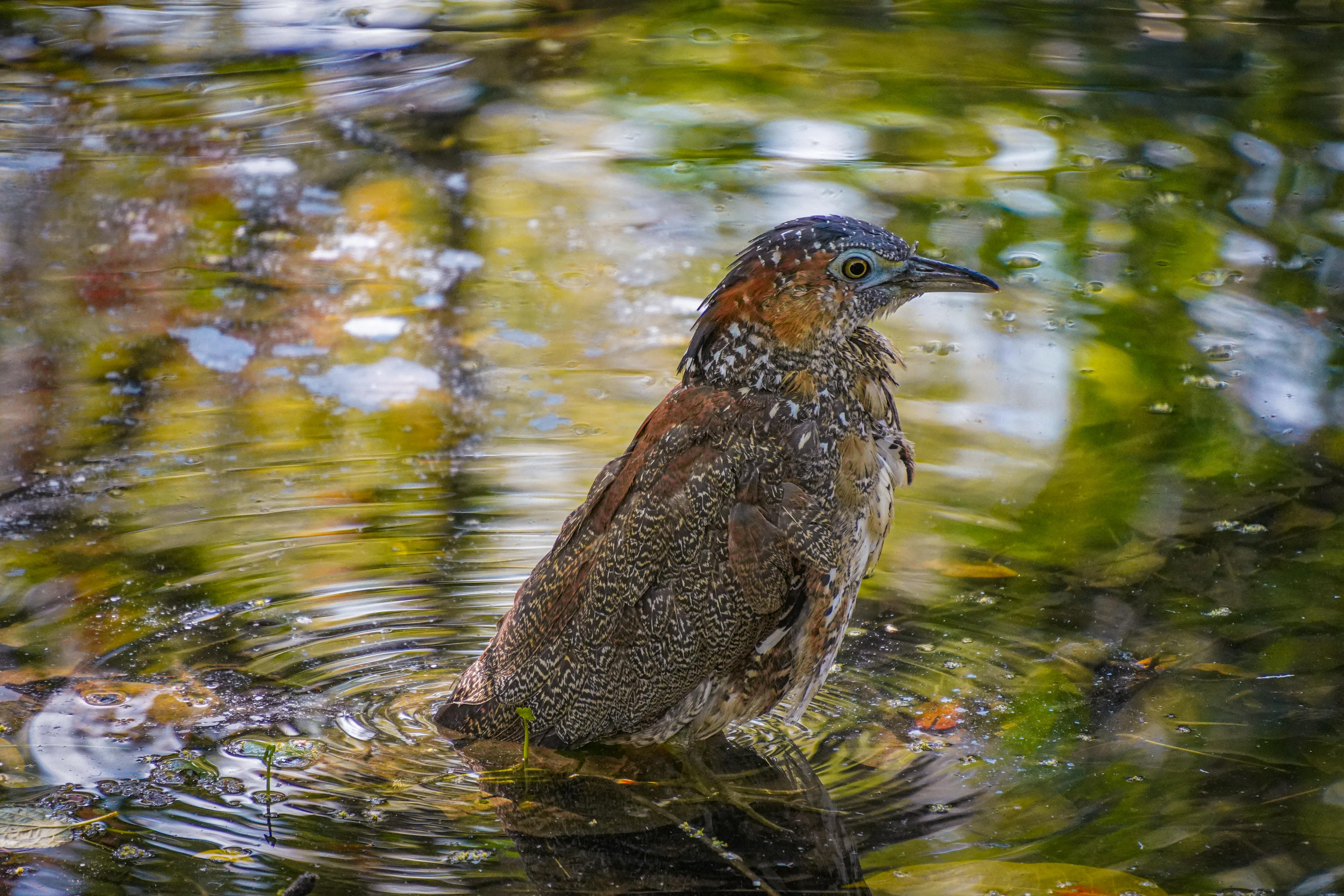 A bird is enjoying itself in the water.