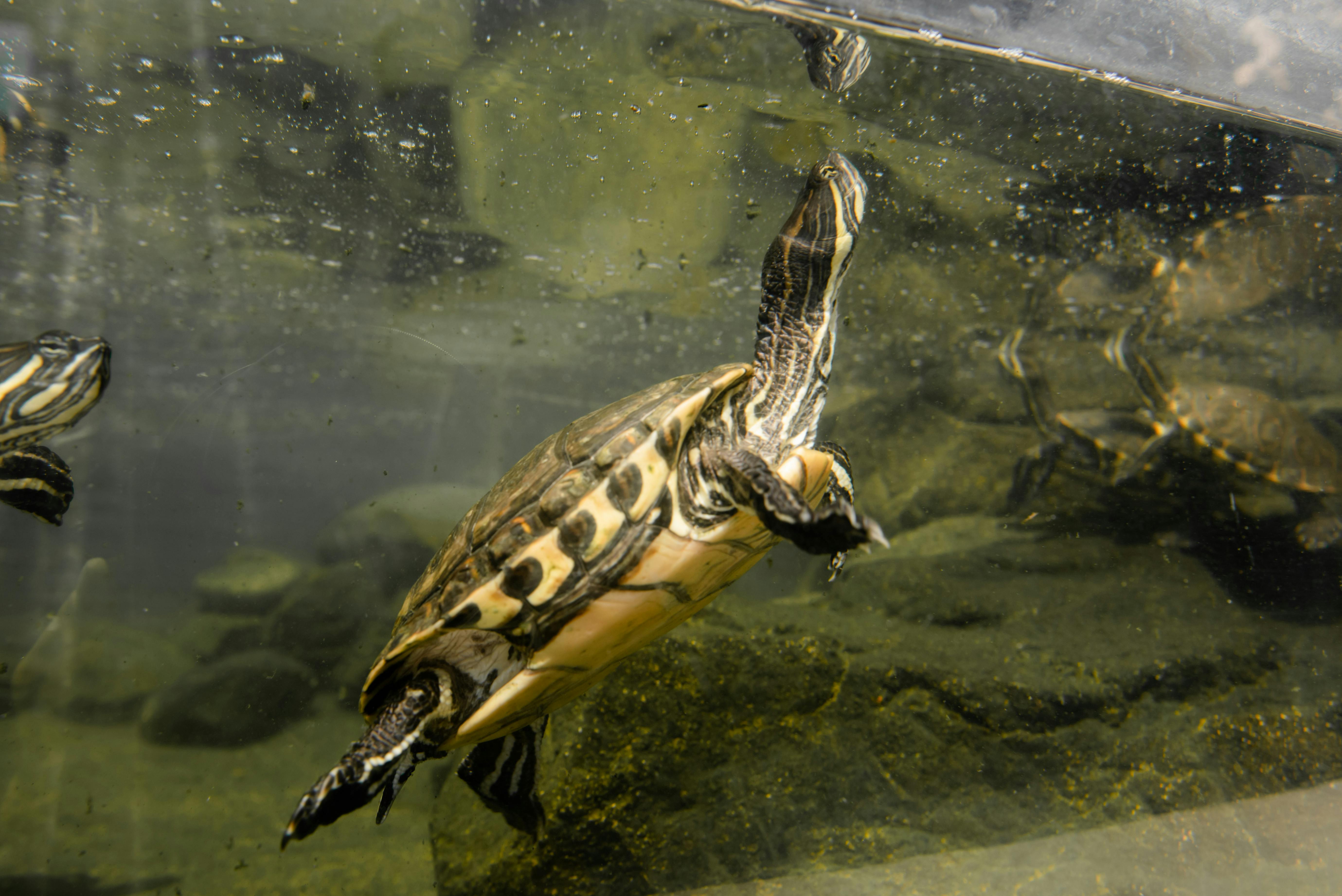 Underwater view of a turtle swimming in an aquarium, showcasing unique patterns.