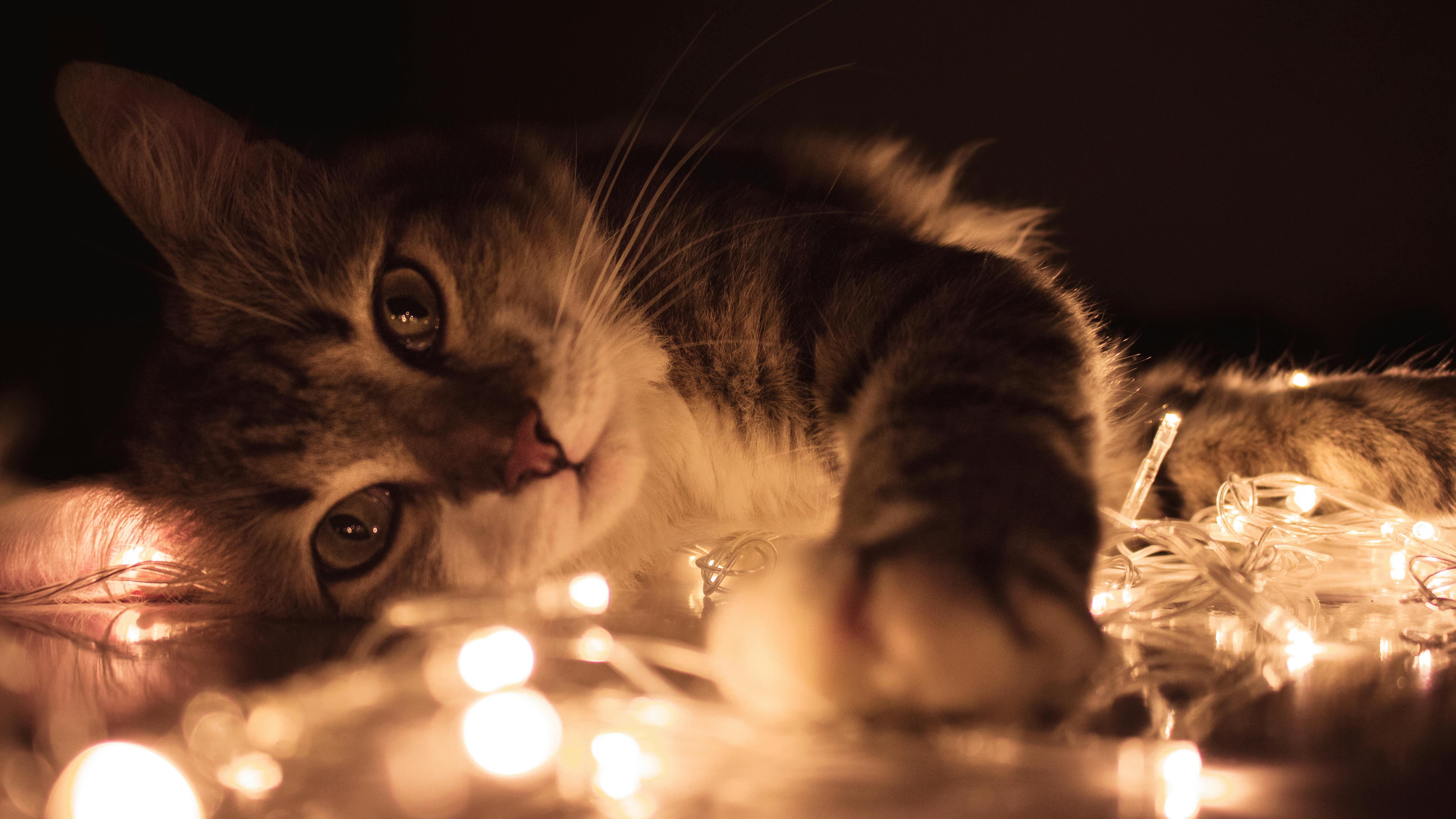 Cute kitten playing with warm glowing string lights indoors, creating a cozy atmosphere.