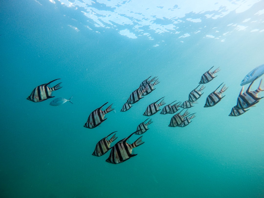 fish swimming head down tail up