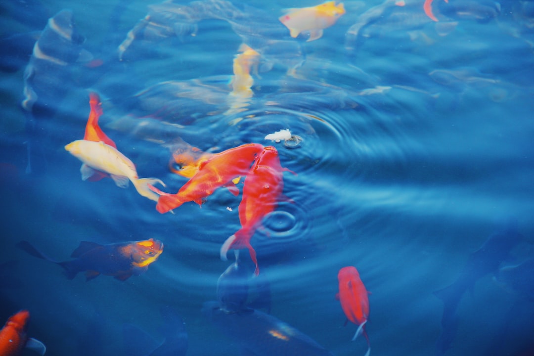 Goldfish showing signs of overfeeding with excess food particles floating