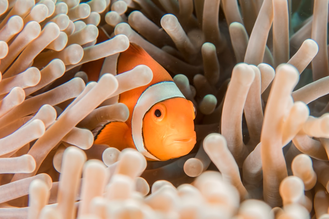 can clownfish live in freshwater