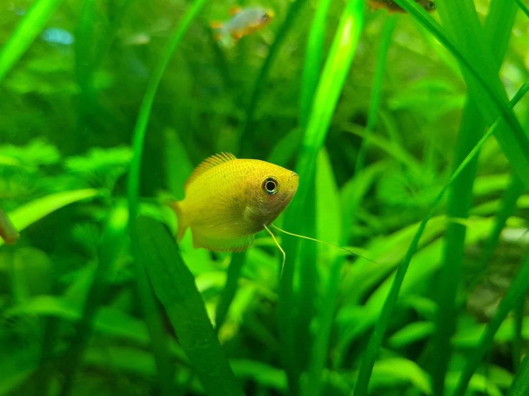 honey gourami tank mates