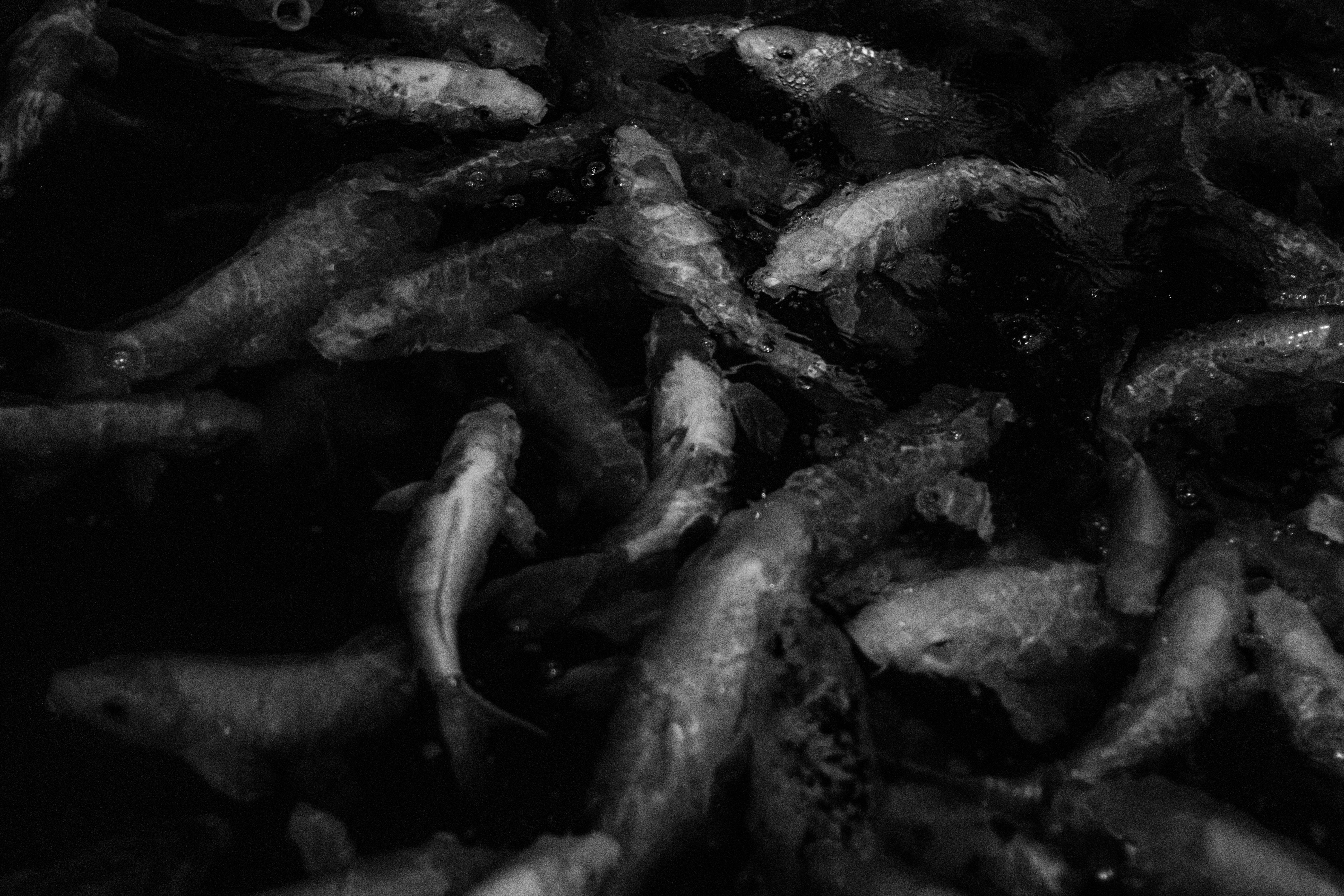 A mesmerizing black and white photo of koi fish swimming gracefully in a pond.