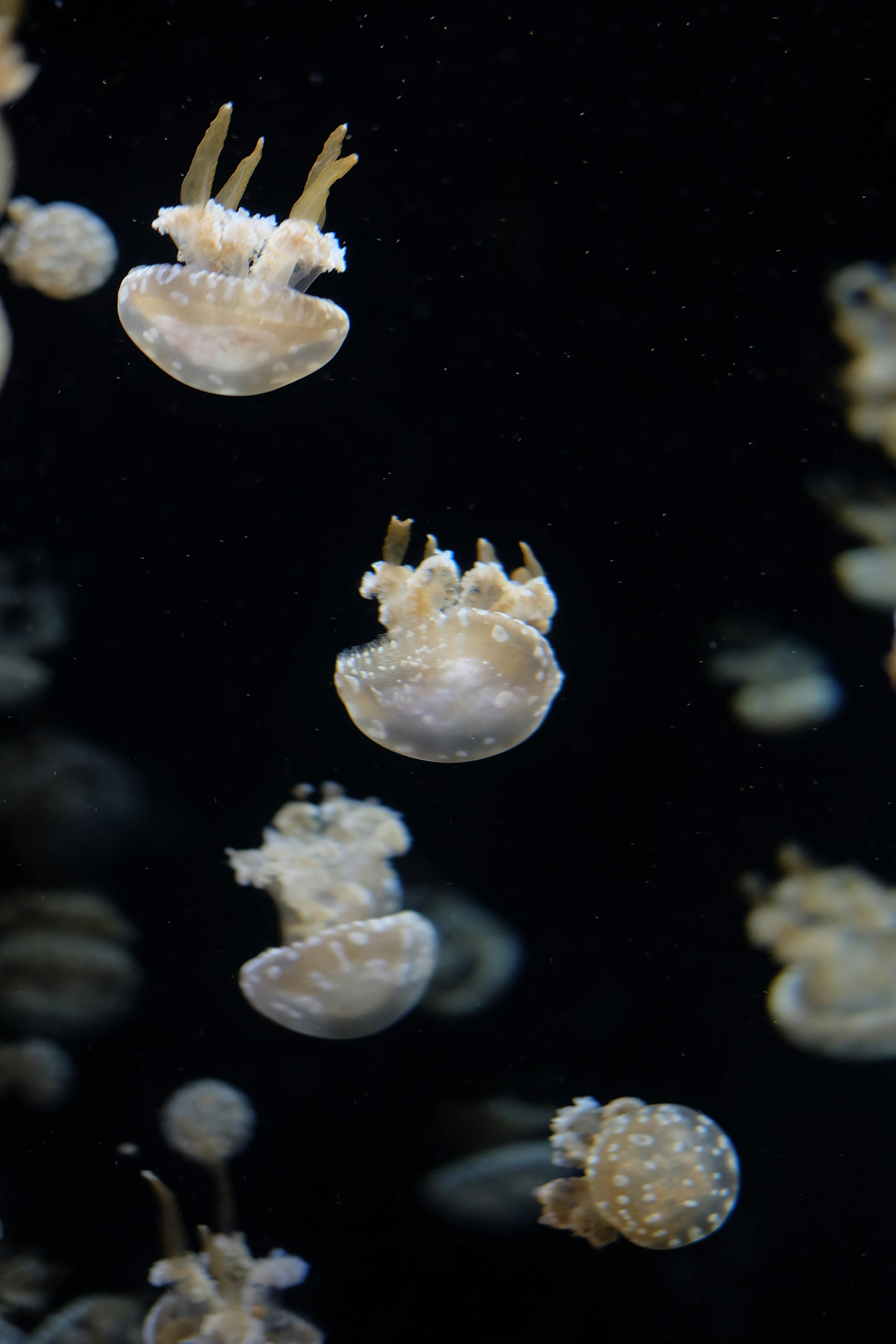 Graceful jellyfish with translucent bodies drift in the dark ocean depths.