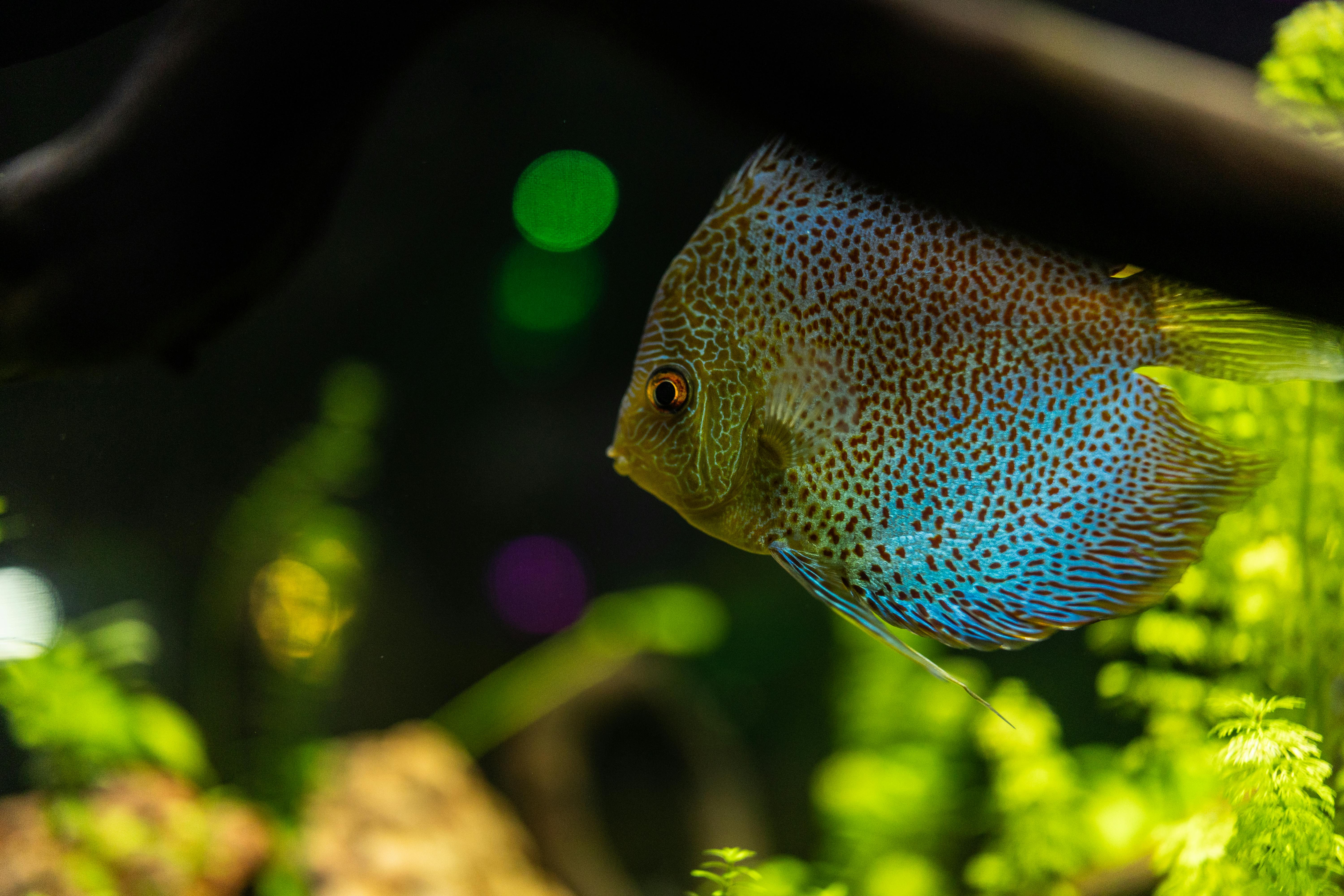 Vibrant discus fish swimming in an illuminated aquarium with lush greenery.