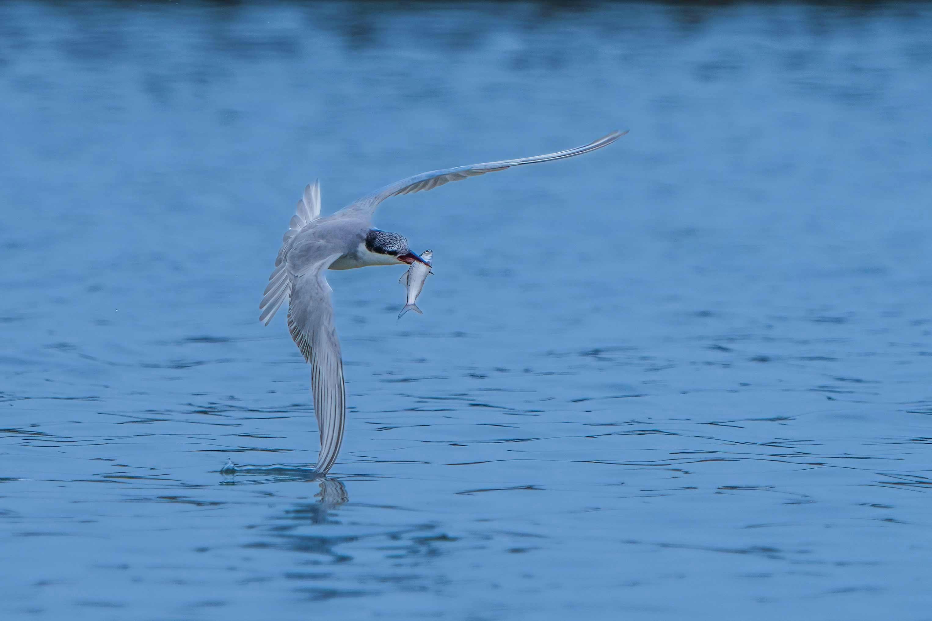 A tern skillfully captures a fish mid-flight above a serene blue ocean backdrop.