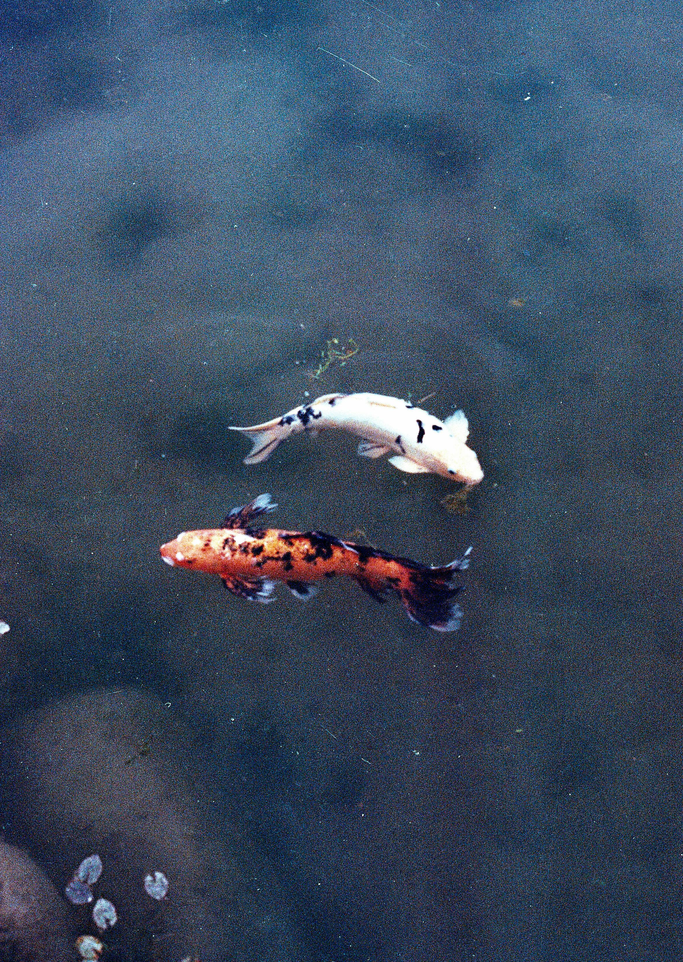 Vibrant koi swimming gracefully in a serene pond in Shimabara, Japan.