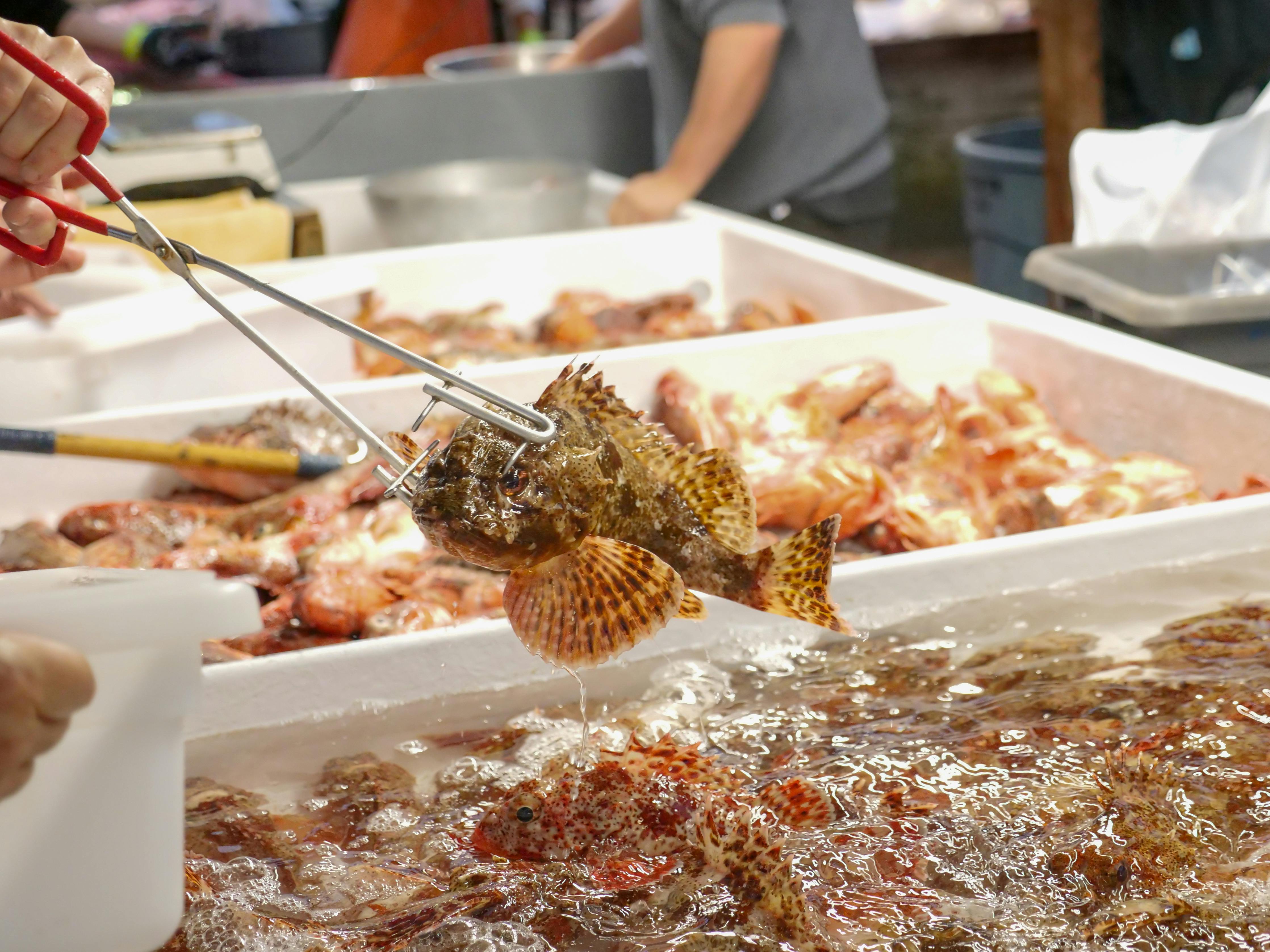 A sculpin fish being picked with tongs at an indoor market.