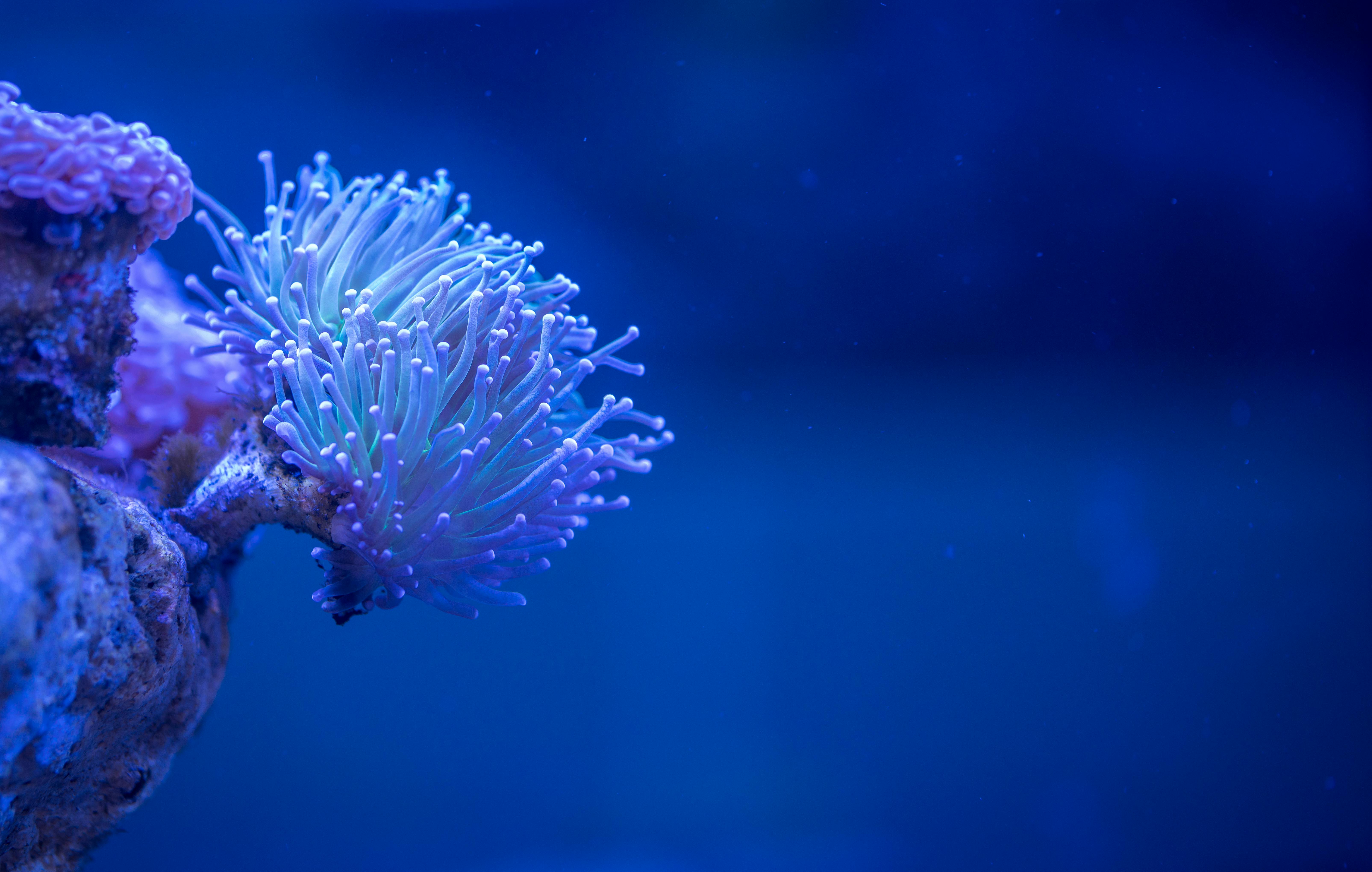 Close-up view of a colorful sea anemone in an underwater aquarium setting.