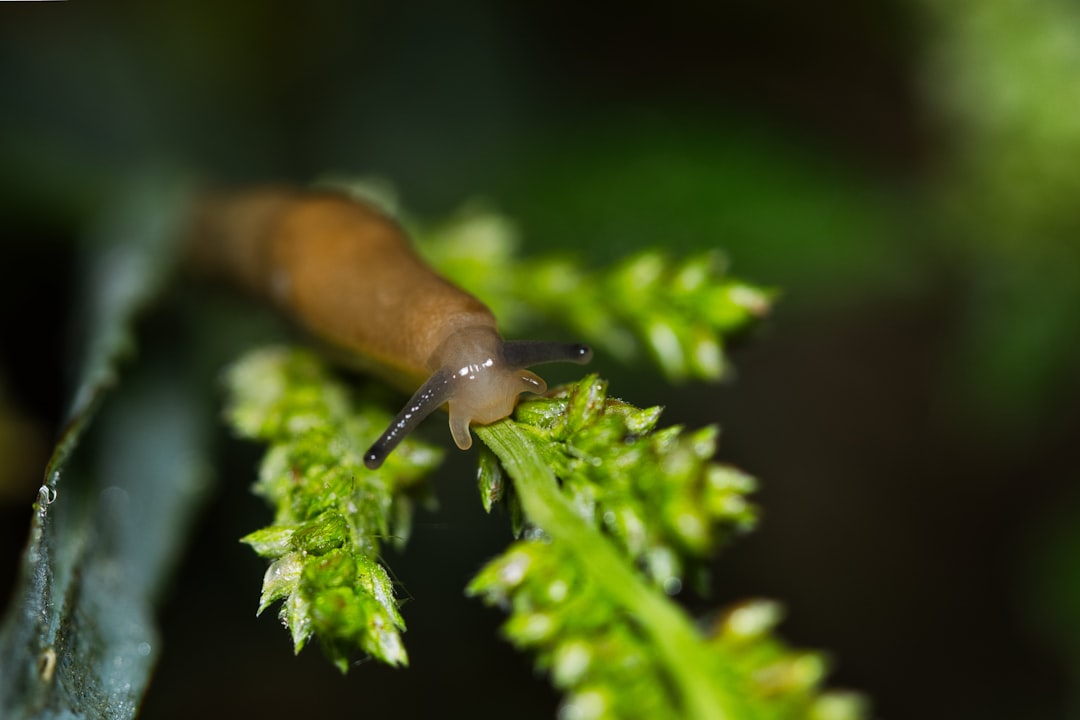 what do apple snails eat