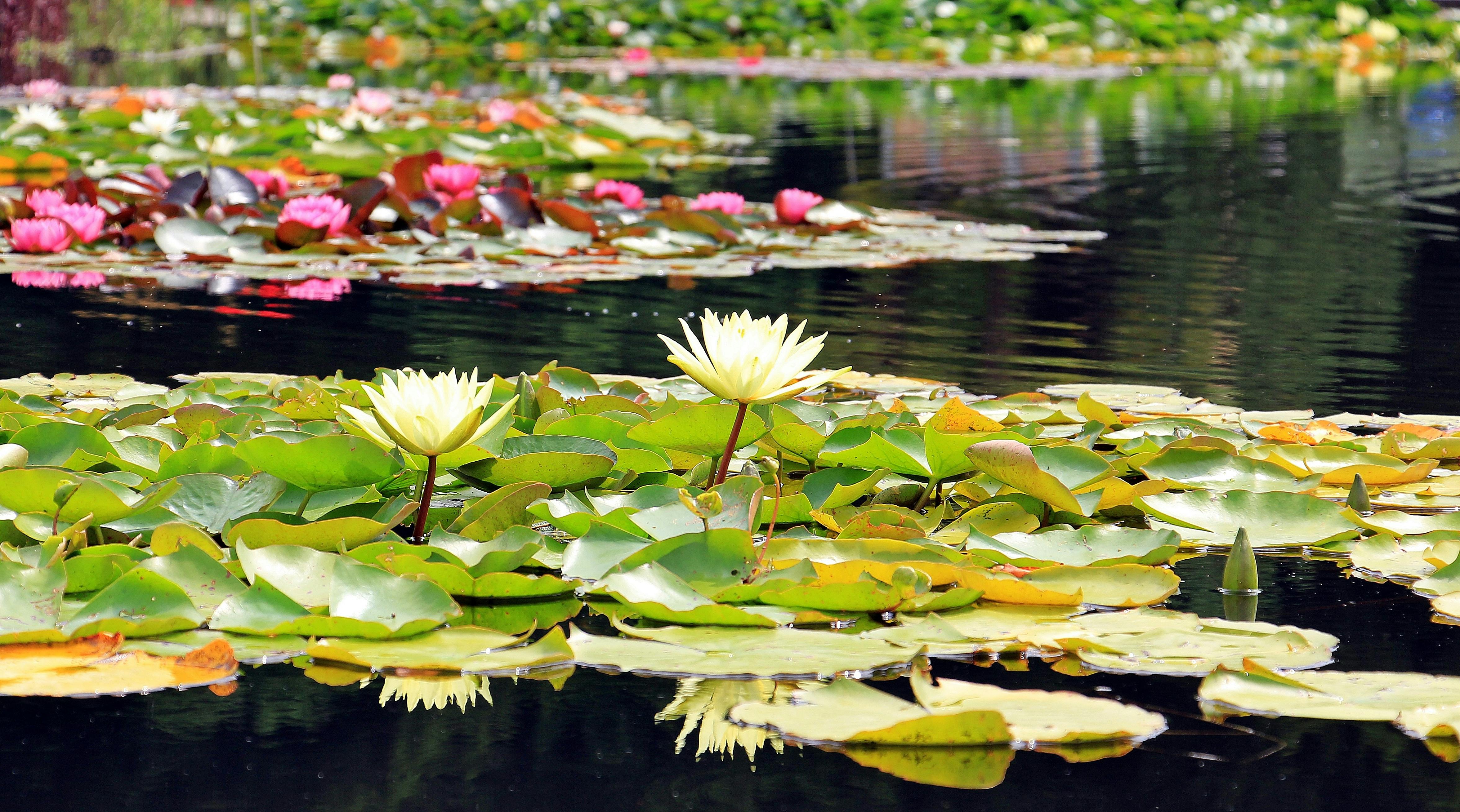 Beautiful water lilies in full bloom on a tranquil pond, surrounded by lush green leaves.