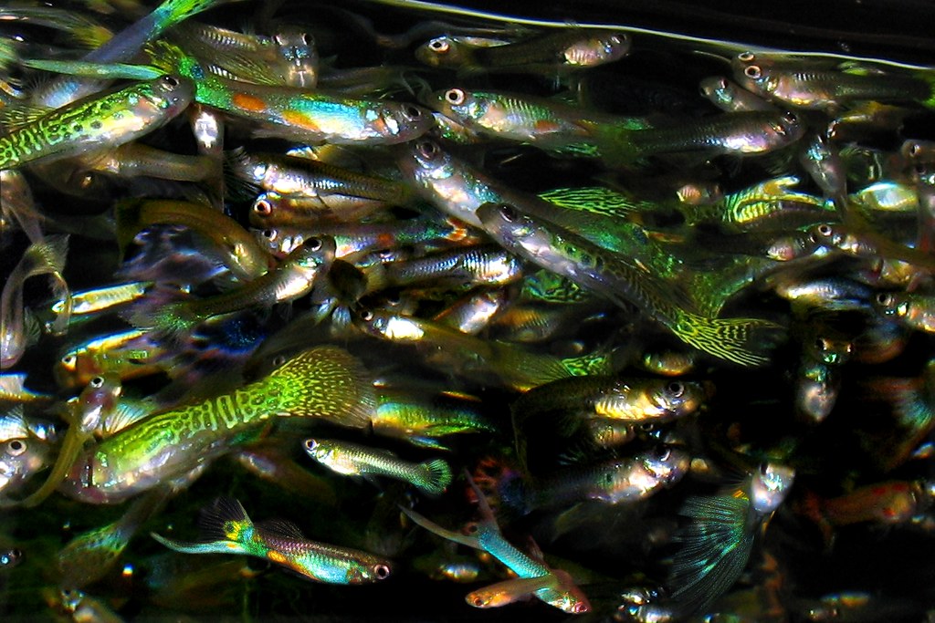 Guppy Mosh Pit.