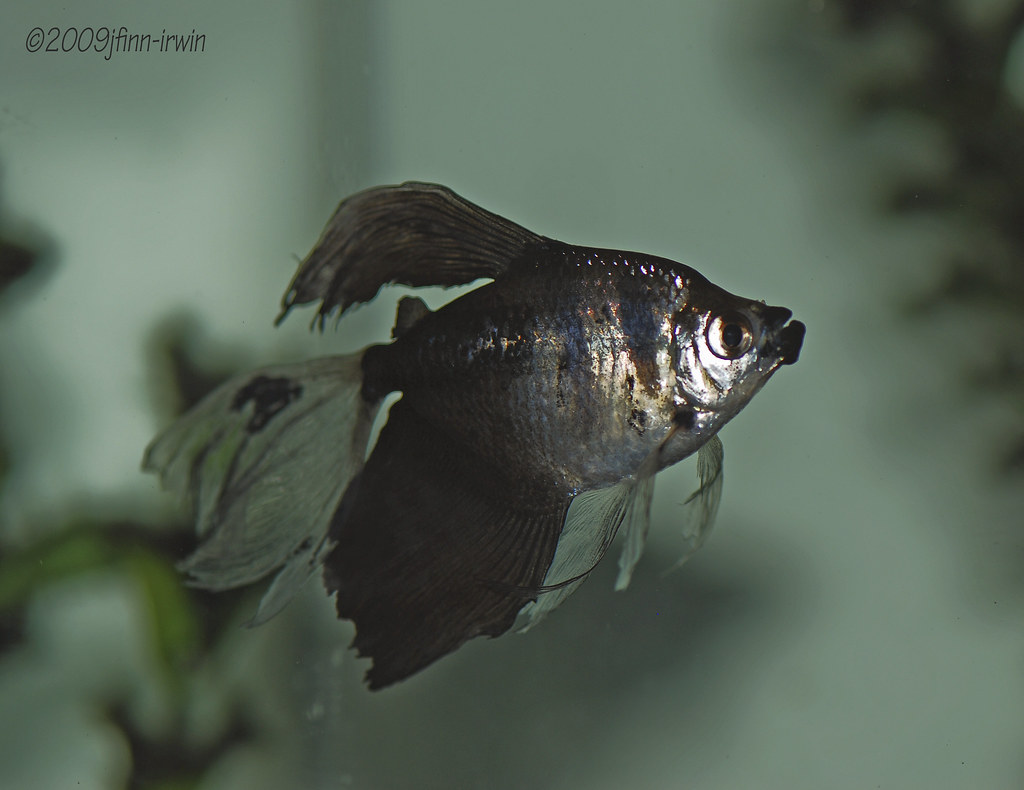 Black Skirt Tetra