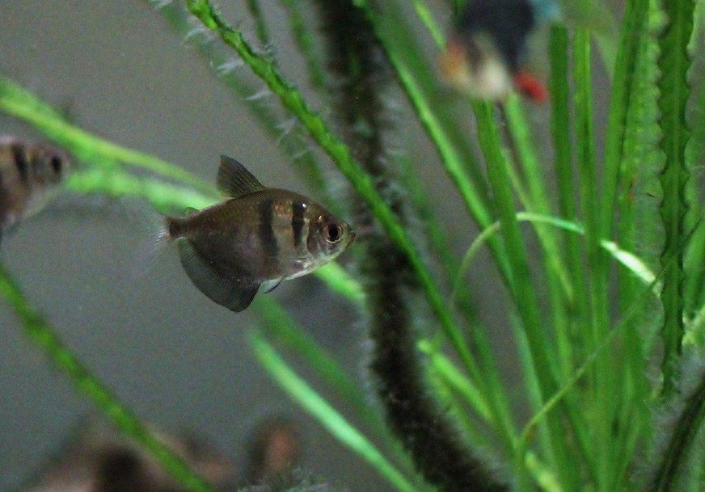 Black Skirt Tetra