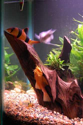 My tank