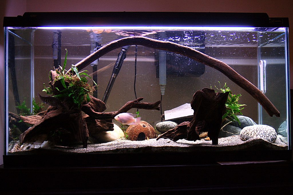 My fishtank