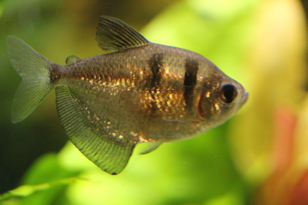 one of my black skirted tetra