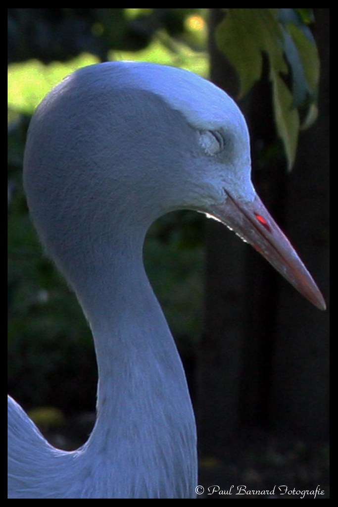 Bloukraanvoel