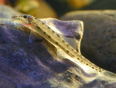 File:Horseface loach reduced.jpg