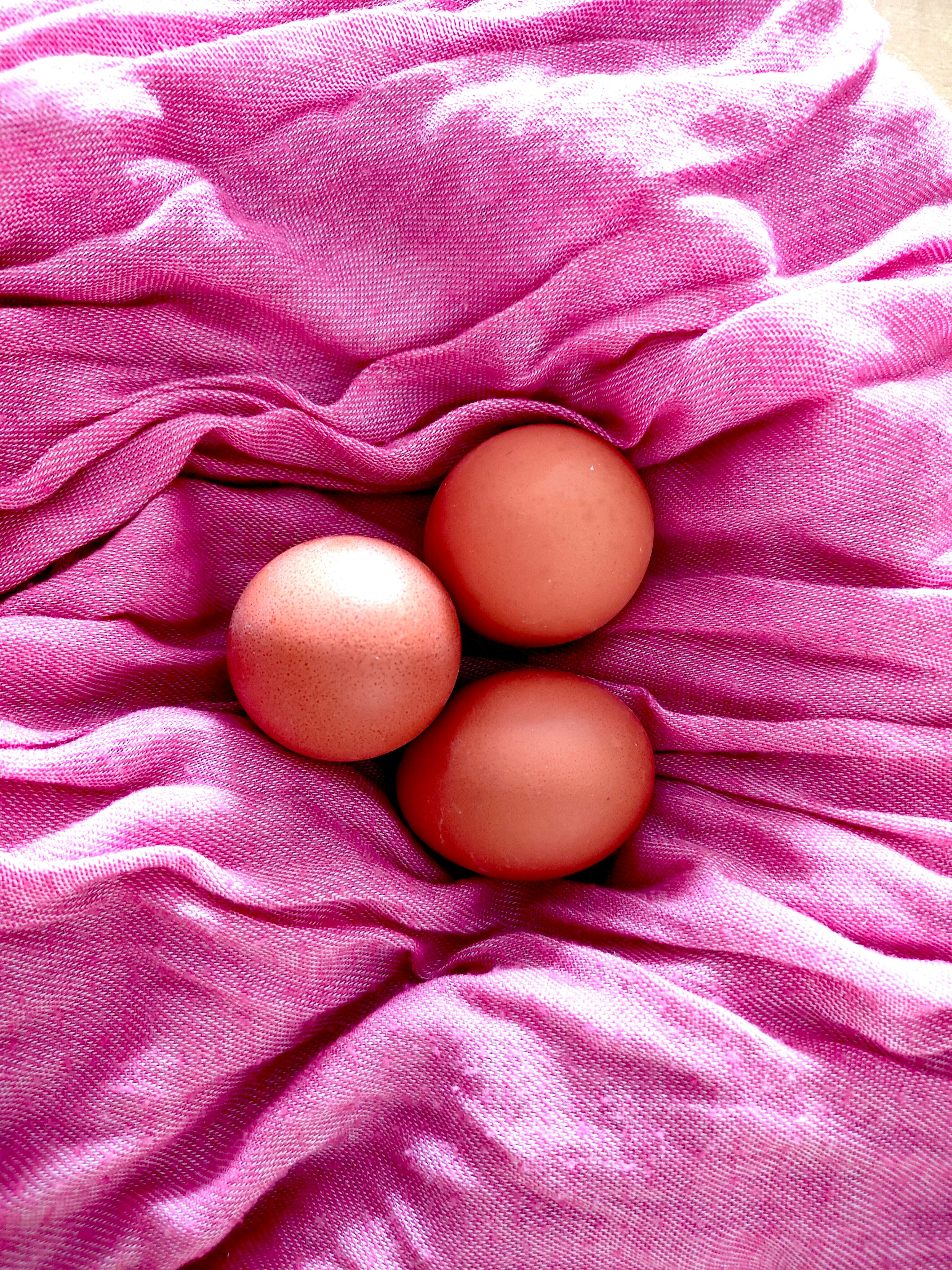Free stock photo of easter eggs, eggs, pink