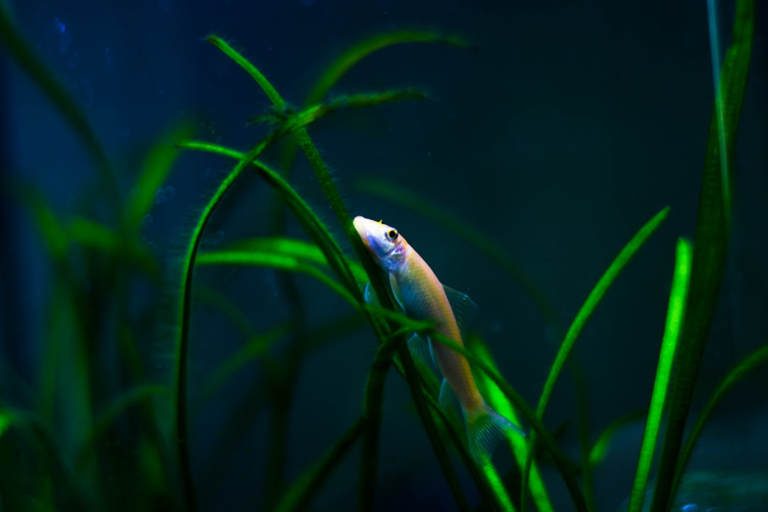 do loaches eat algae