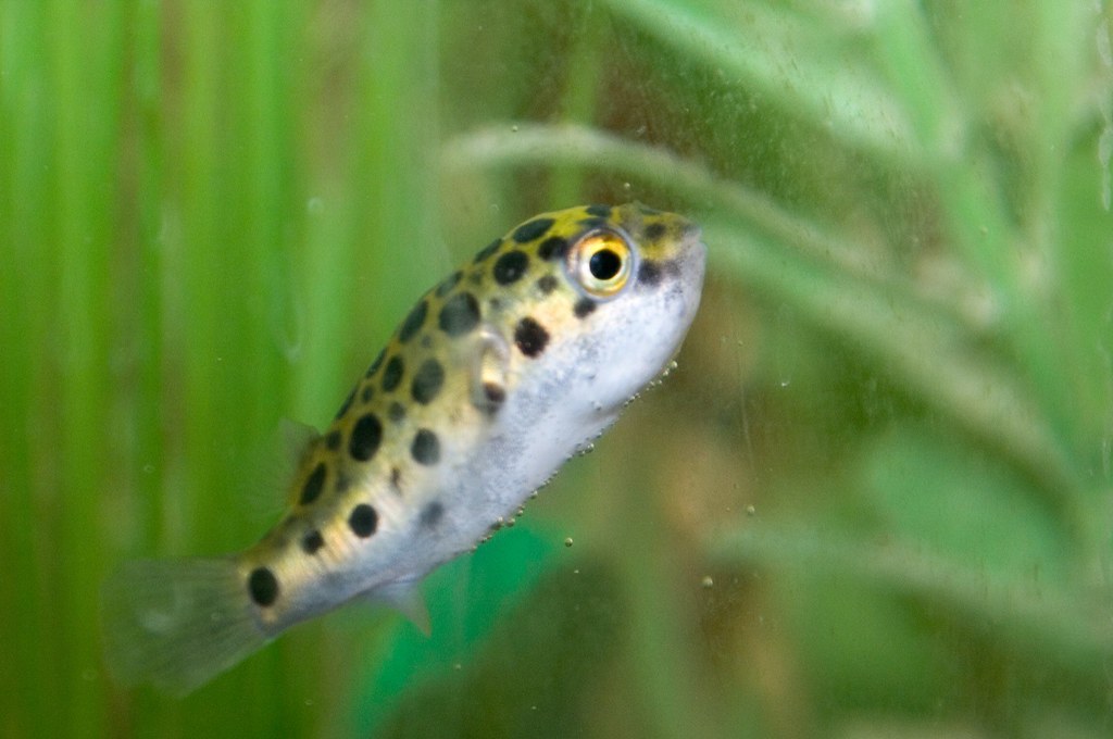 Green Spotted Puffer 2