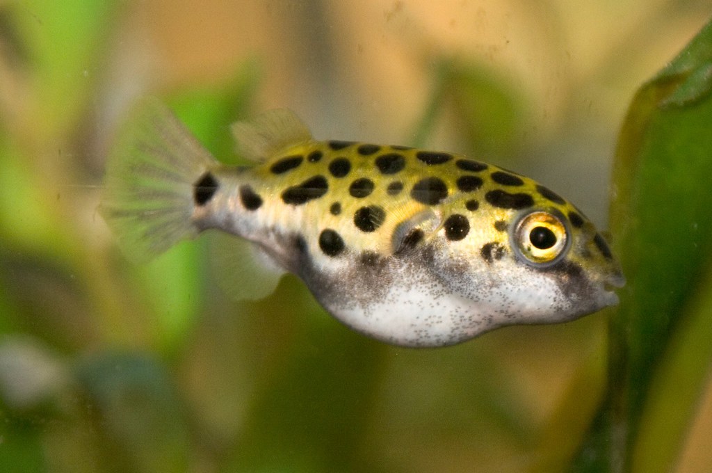 Green Spotted Puffer 1