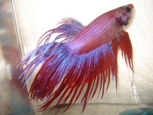 Crowntail betta