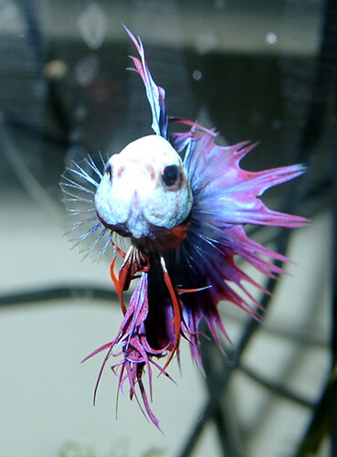 Betta splendens