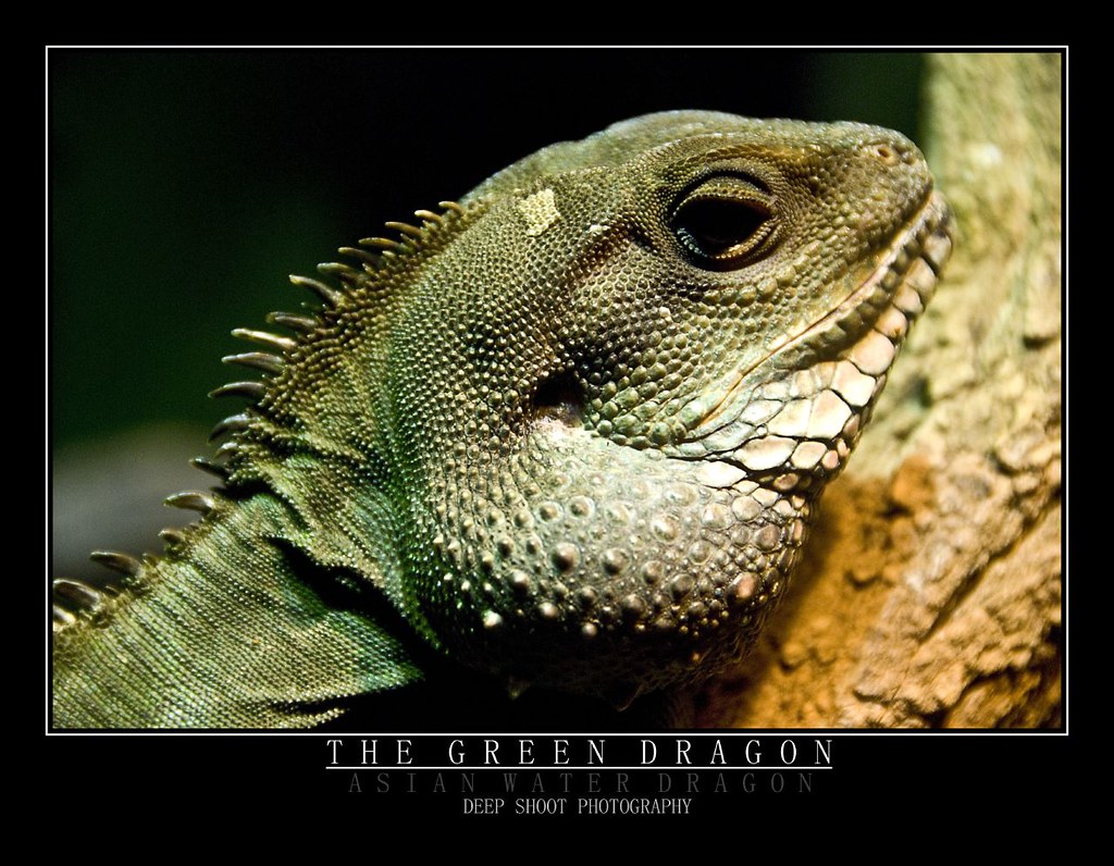 The Green Dragon