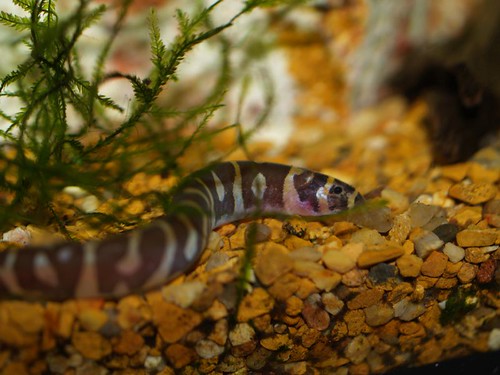 Kuhli Loach