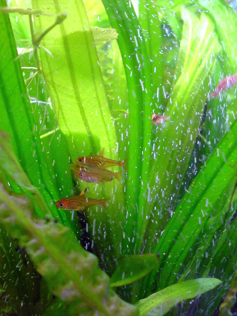 Ember tetra