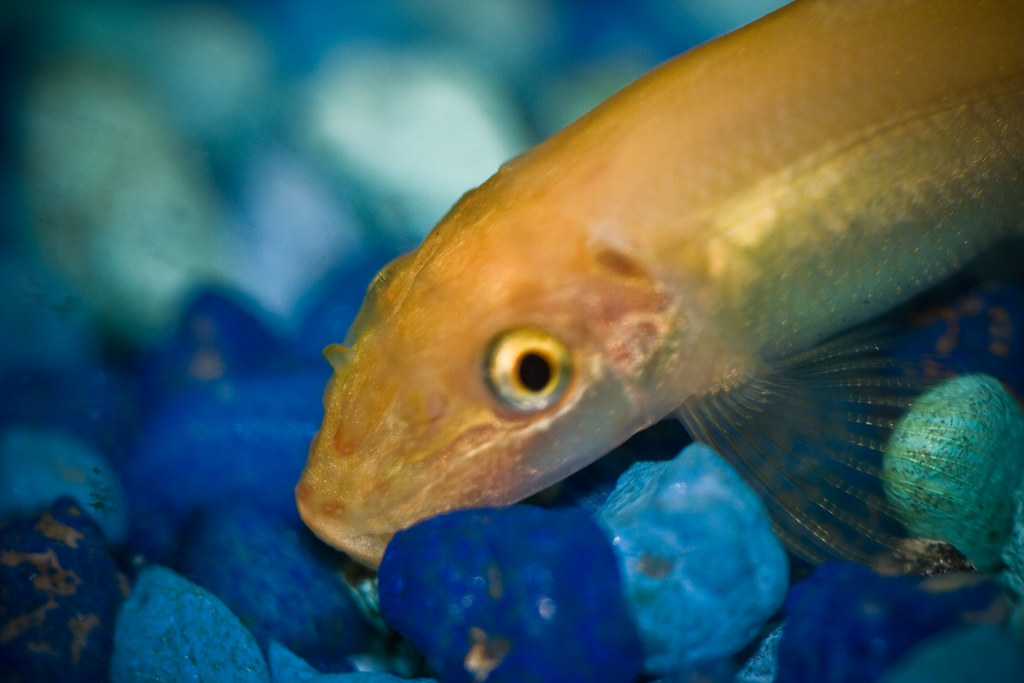Algae eater